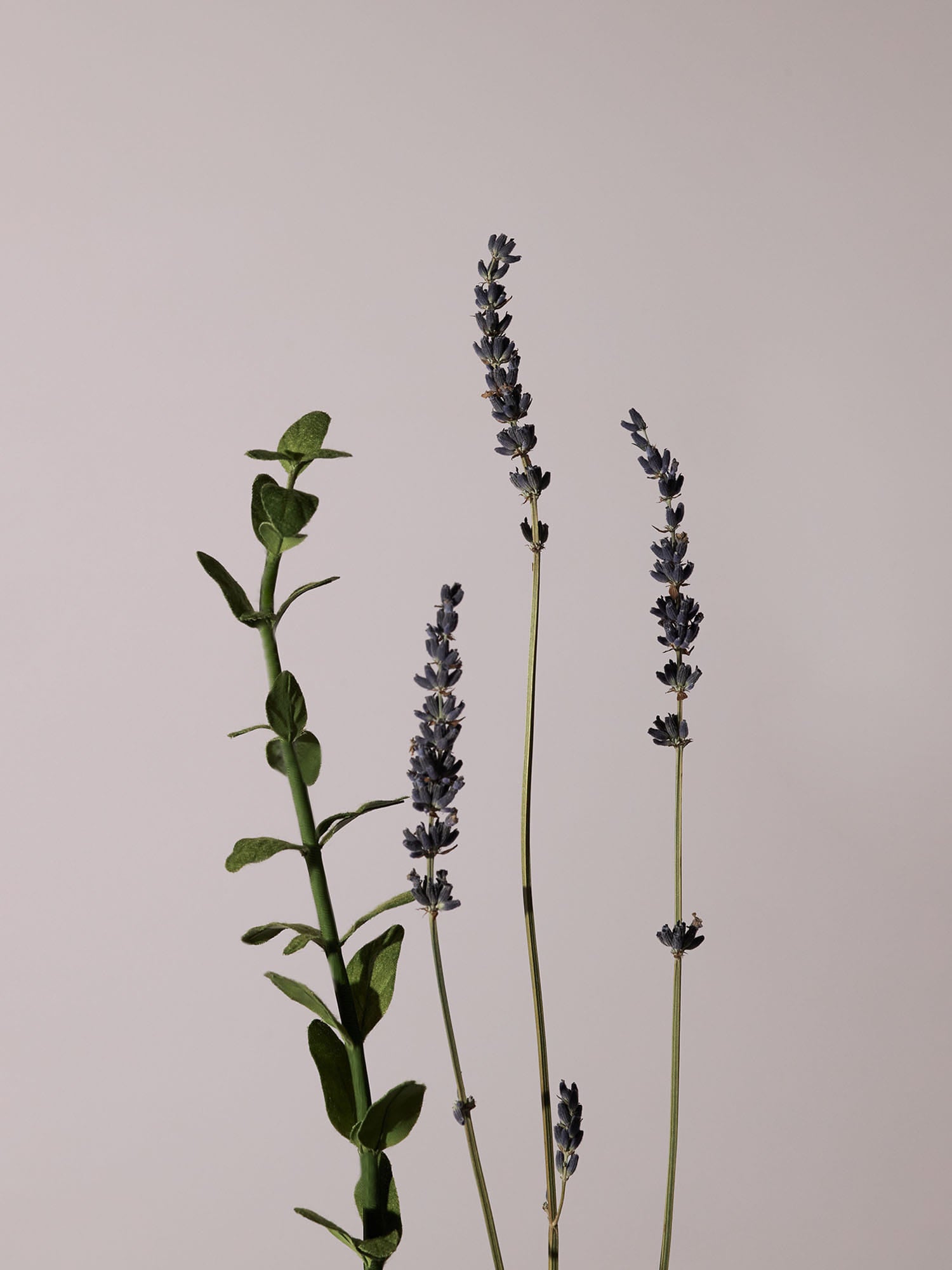 Serene Lavender & Marjoram Body Wash