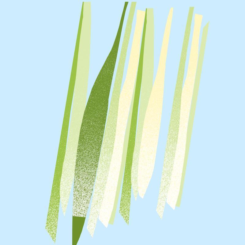 Lemongrass Essential Oil 12ml