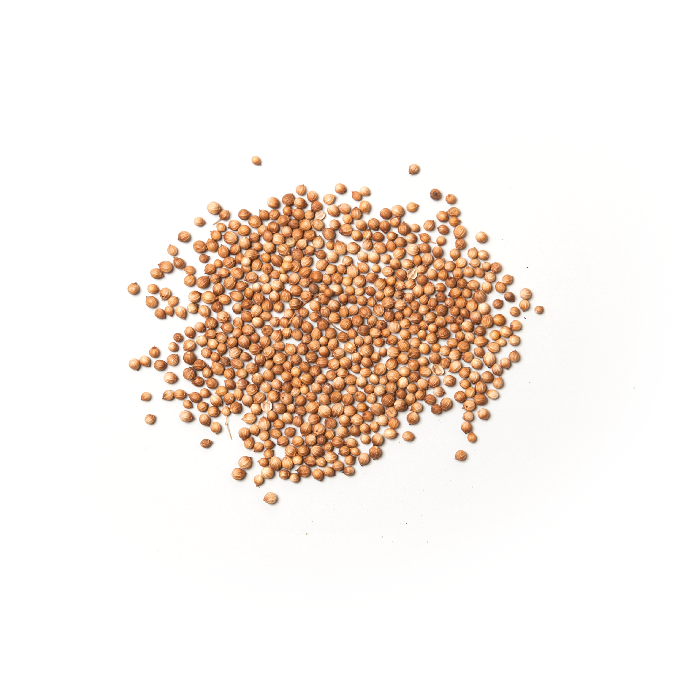 SP41 Coriander Seed (sold per g) Belaria- Pack of 1kg